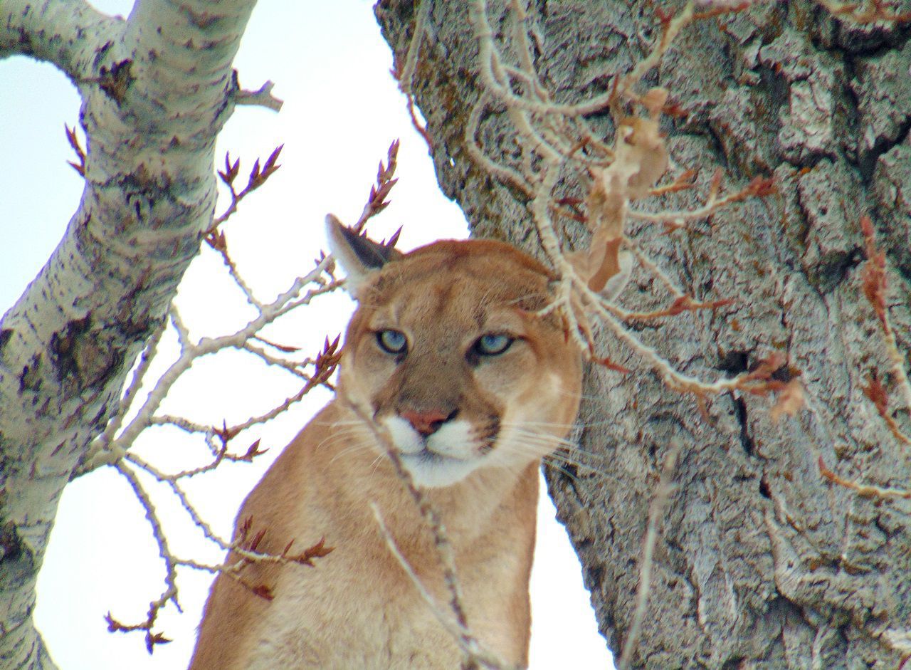 Lion in a tree